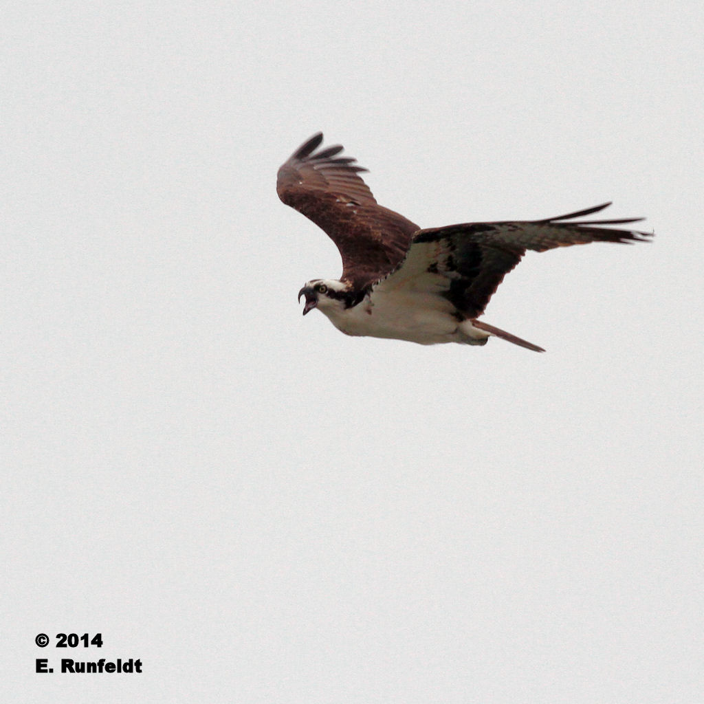 13Sept 712.jpg - Osprey
